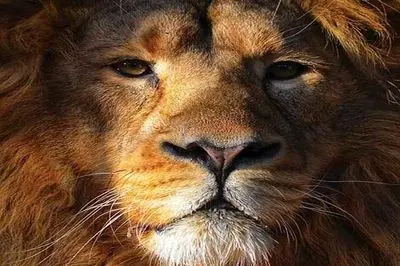 از جذابیت و ابهت شیر تا زیبایی جغد ها