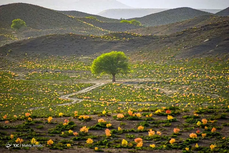 دشت زیبای ریواس 24