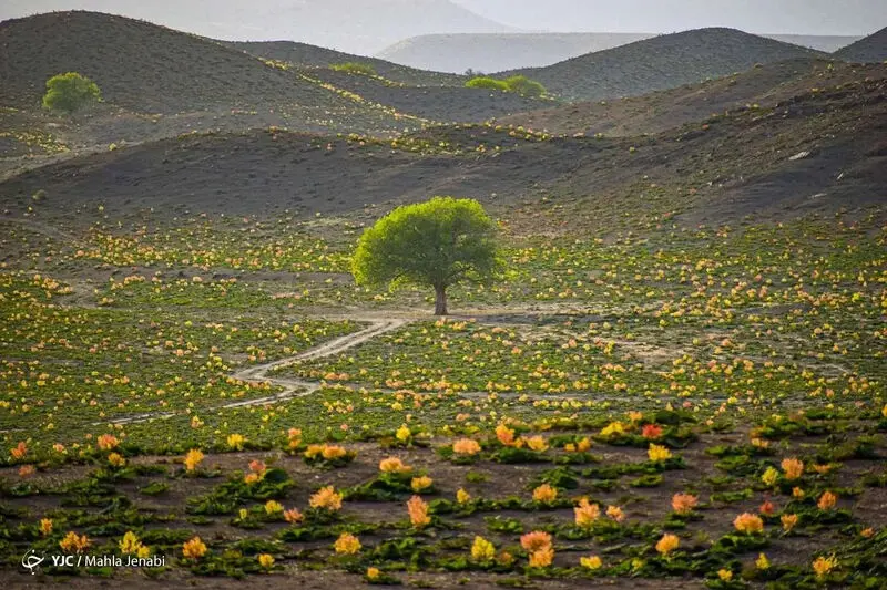 دشت زیبای ریواس 24