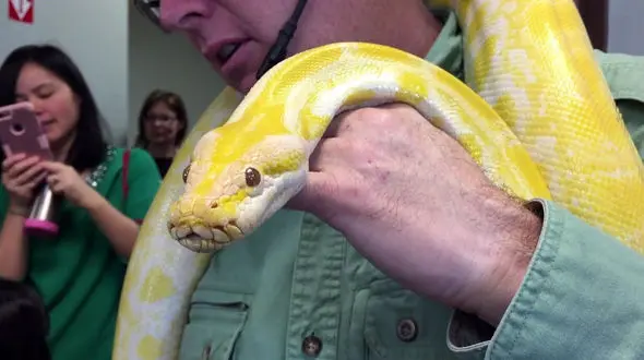 مامور باغ وحش مورد حمله مار پیتون قرار گرفت + فیلم 