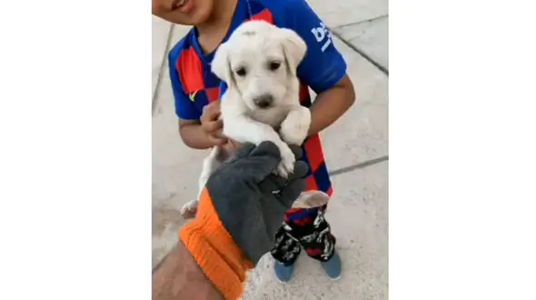 سگ دردسرساز پسربچه زاهدانی / فیلم علمیات ویژه آتش نشانان