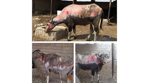 تکذیب سوختن گاومیش های هویزه در آتش سوزی هورالعظیم