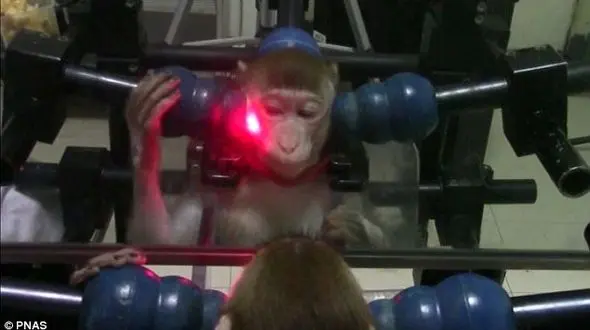 آموزش میمونها برای تشخیص چهره خود در آینه