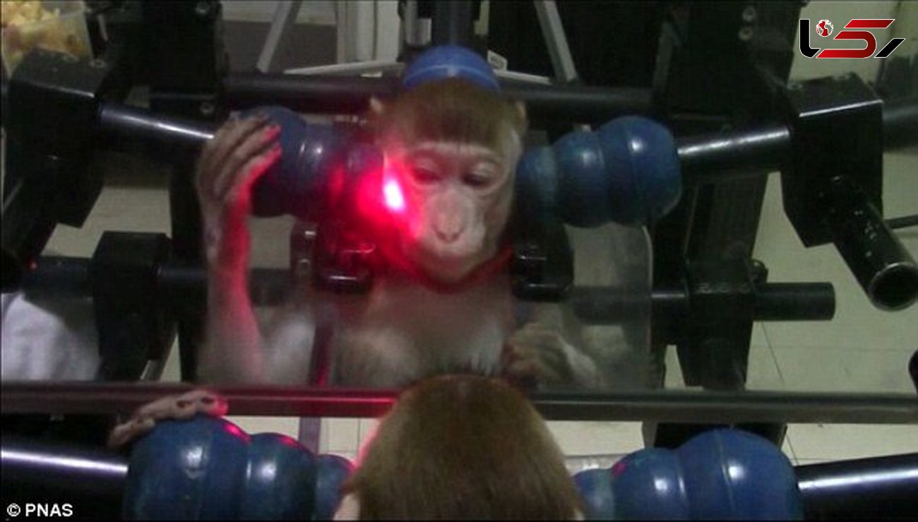 آموزش میمونها برای تشخیص چهره خود در آینه