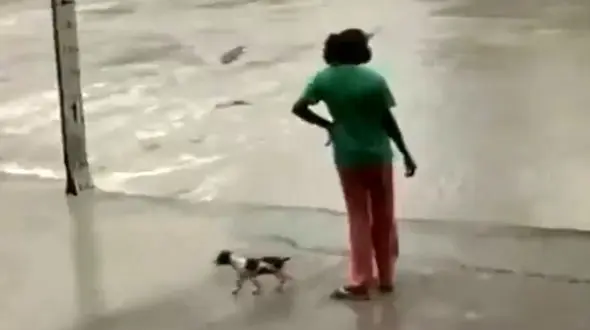  عجیب ترین سلاح یک زن برای فرار تمساح + فیلم