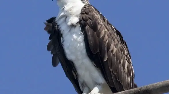 از شکار راحت تمساح توسط جگوار  تا فرار خرس از دست سگ وحشی