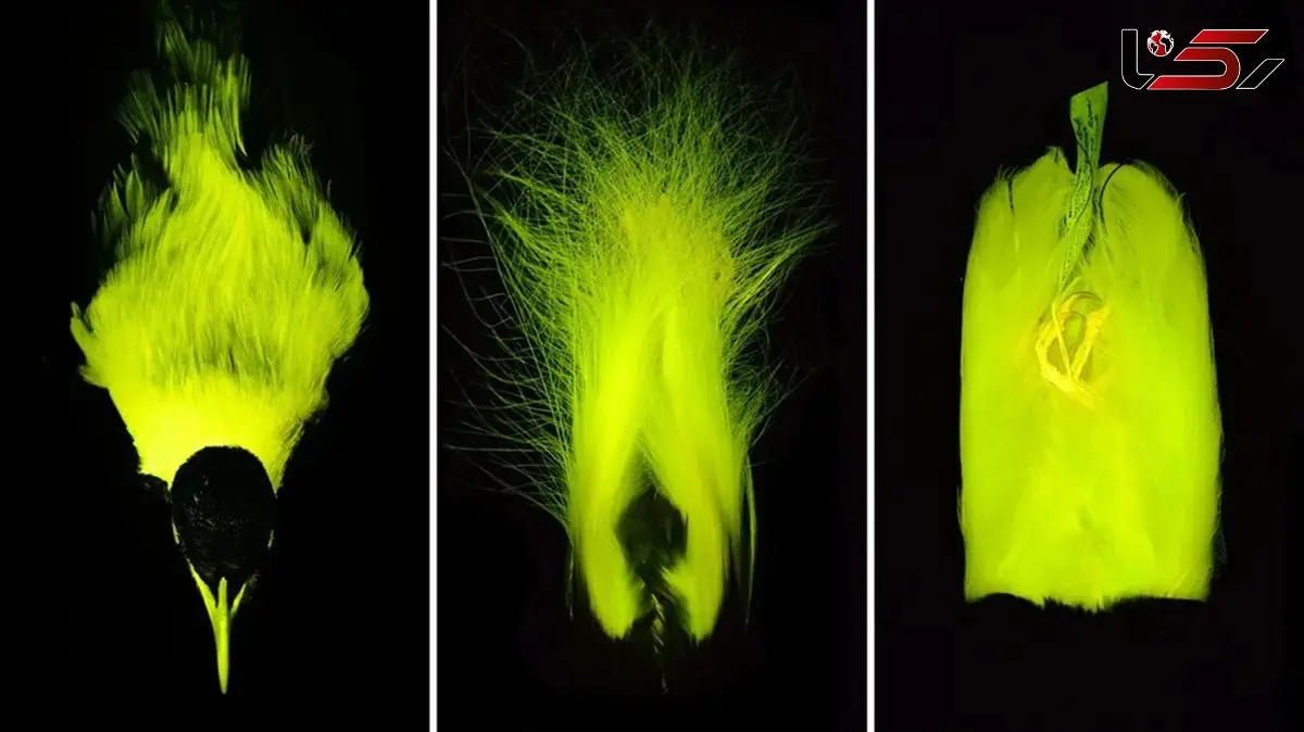 دلیل درخشش پرهای پرندگان بهشتی چیست؟