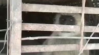  میمون های قاتل دستگیر شدند + فیلم