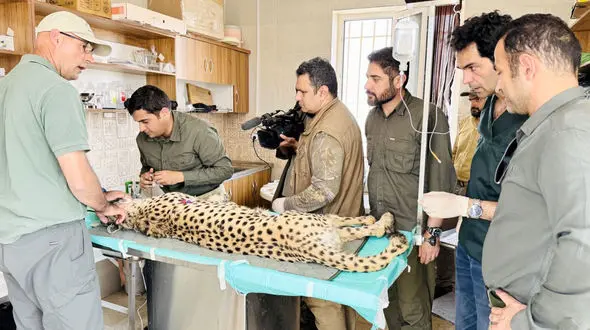 وضعیت سلامت فیروز، تنها یوز نر آسیایی در پارک ملی توران بررسی شد