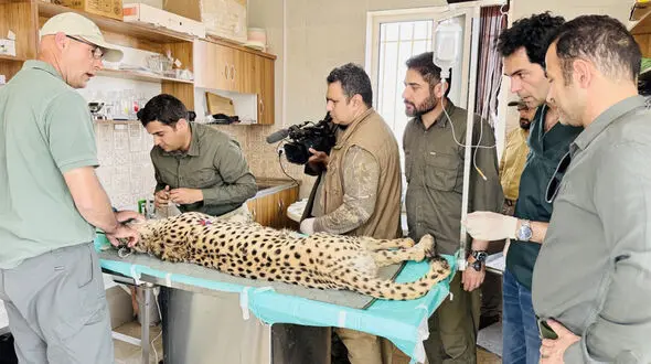 وضعیت سلامت فیروز، تنها یوز نر آسیایی در پارک ملی توران بررسی شد