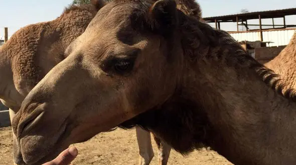برخورد پراید با شتر 3 کشته بر جای گذاشت
