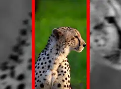 فیلم زیبایی یوزپلنگ مقابل دوربین