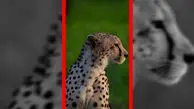 خروج شترهای آزاد از زیستگاه یوز؛ اولویت تازه پروژه حفاظت از یوزپلنگ ایرانی