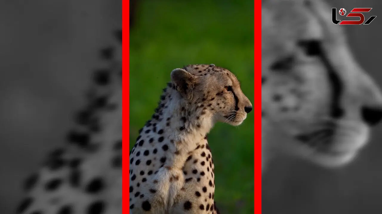 فیلم زیبایی یوزپلنگ مقابل دوربین