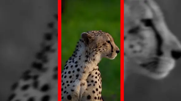 فیلم زیبایی یوزپلنگ مقابل دوربین