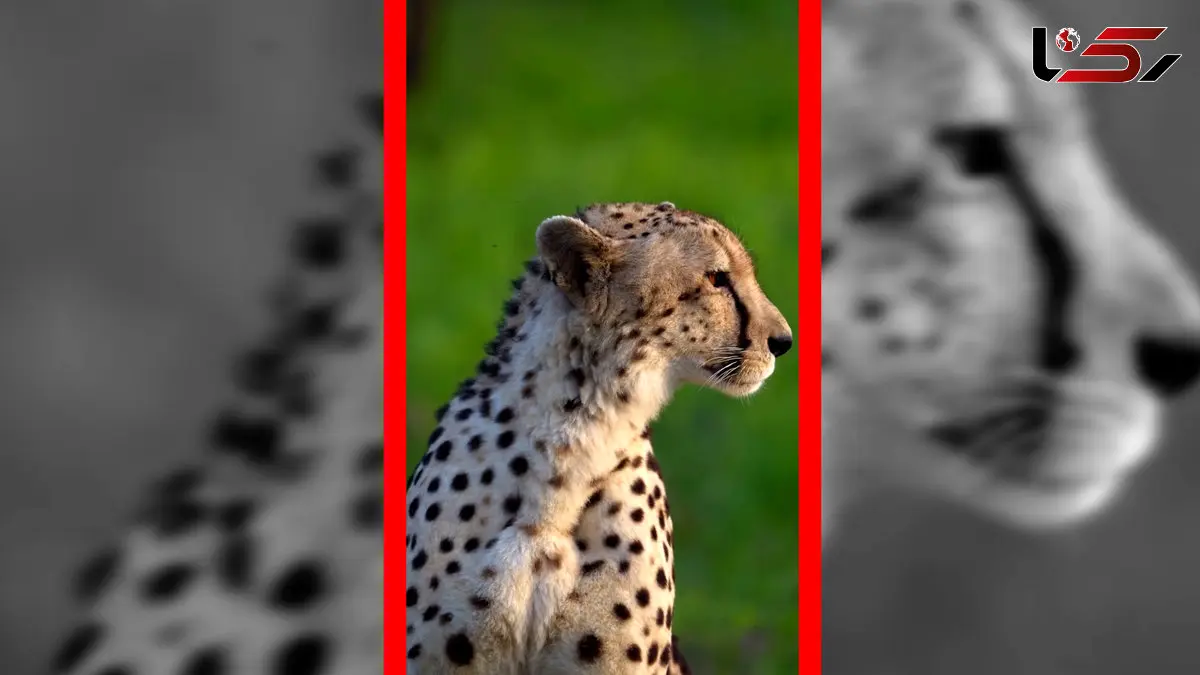 فیلم زیبایی یوزپلنگ مقابل دوربین