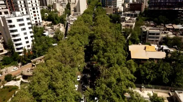 مستند چنار های خیابان ولیعصر تهران که با سانسور در تلویزیون پخش شد+فیلم و عکس