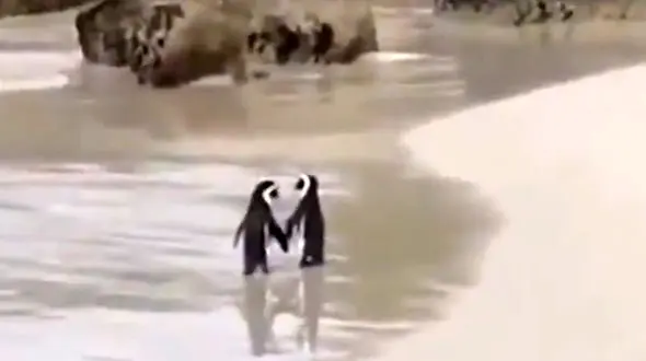 2 پنگوئن عاشق را ببینید + فیلم 