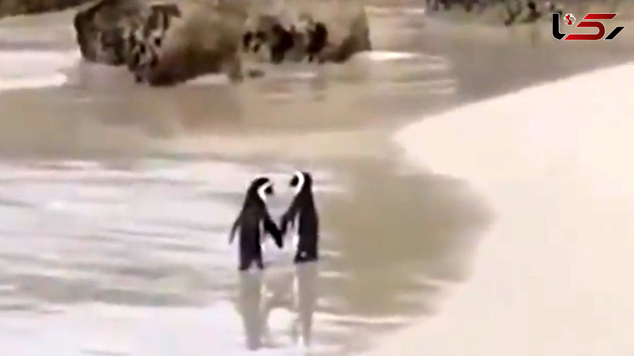 2 پنگوئن عاشق را ببینید + فیلم 