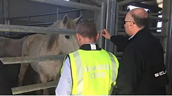 دستگیری عاملان فروش گوشت اسب 