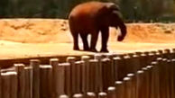 فیل با پرتاب سنگ جان دختر ۷ ساله را گرفت