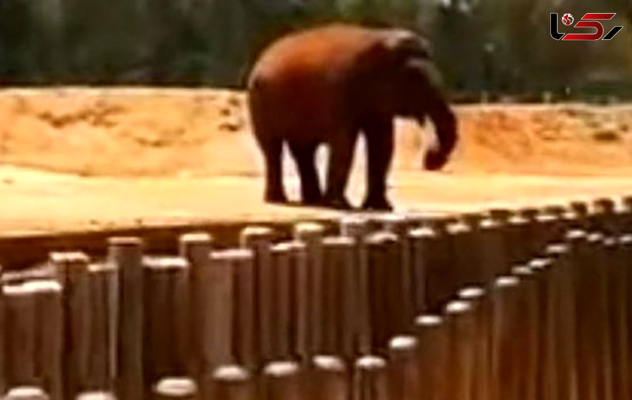 فیل با پرتاب سنگ جان دختر ۷ ساله را گرفت