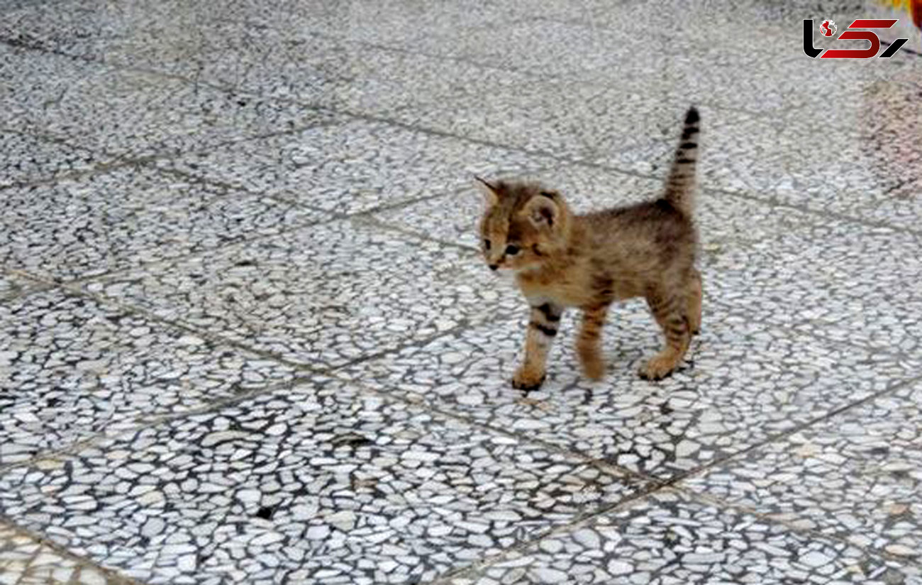 توله گربه جنگلی میهمان جدید گلستان + عکس