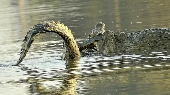 نبرد قدرت دو کروکودیل غول‌پیکر + فیلم