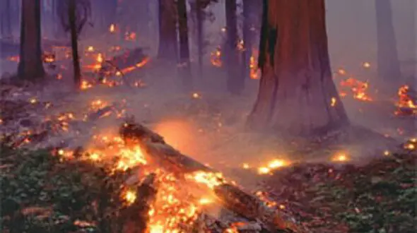 همزمان پارک ملی گلستان و دالاهو در آتش؛ تکرار تراژدی مدیریت حریق‌های جنگلی