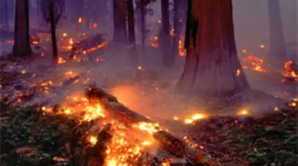 همزمان پارک ملی گلستان و دالاهو در آتش؛ تکرار تراژدی مدیریت حریق‌های جنگلی