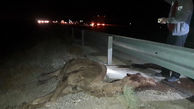 یک شتر در جاده گرمسار - قم 9 سرنشین دو خودرو را مجروح کرد +عکس