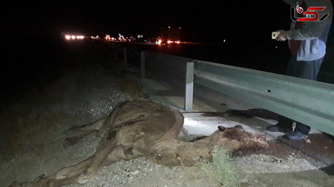 یک شتر در جاده گرمسار - قم 9 سرنشین دو خودرو را مجروح کرد +عکس
