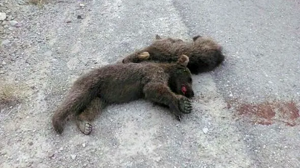 حمله مرگبار به دو توله خرس قهوه ای / باغداران و زنبورداران متهمان اصلی هستند+ عکس