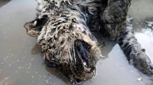 کشف لاشه پلنگ در نزدیکی پارک ملی اسفراین