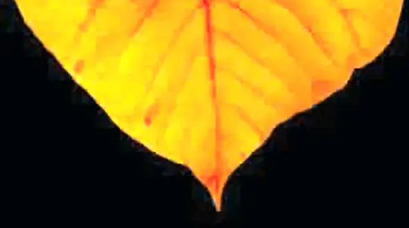 2 دختر جوان که قربانی تبهکاران شیطان صفت بودند در بیمارستان روانی بستری شدند 