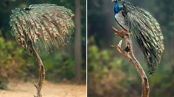 چتر زیبای طاووس در پارک «باندهاوگار» هند