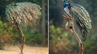 چتر زیبای طاووس در پارک «باندهاوگار» هند