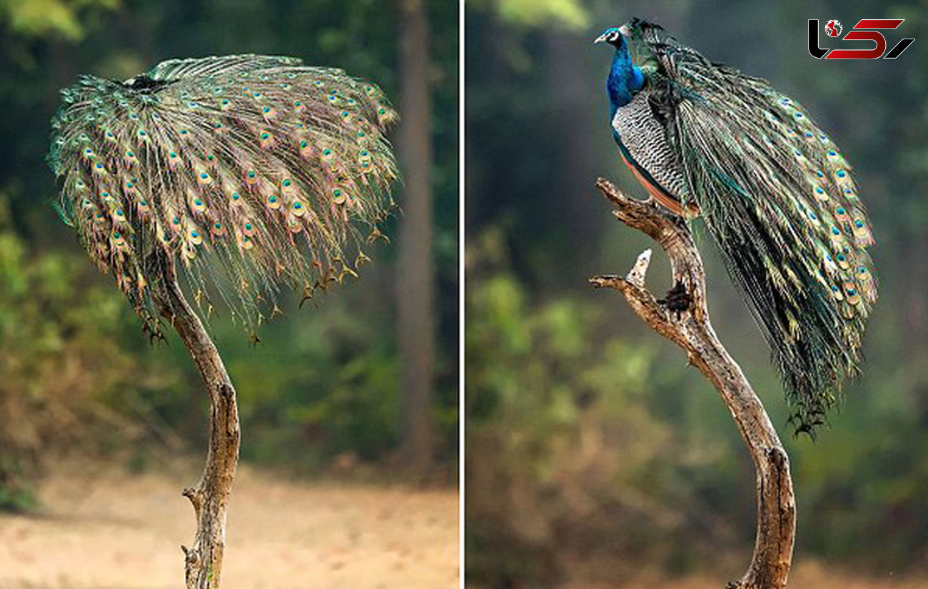 چتر زیبای طاووس در پارک «باندهاوگار» هند