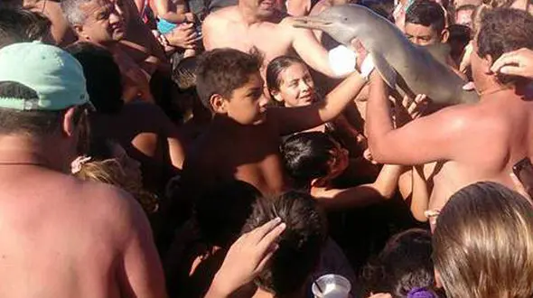 سلفی، حکم مرگ بچه دلفین در ساحل! + فیلم