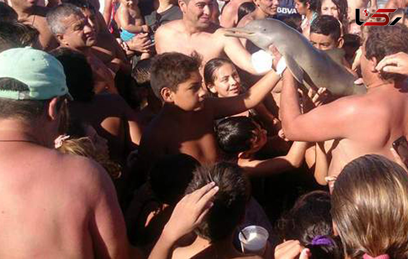 سلفی، حکم مرگ بچه دلفین در ساحل! + فیلم