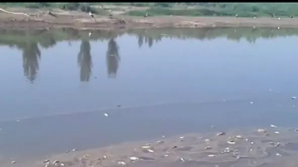 فیلم تلخ از تلف شدن ماهی‌ها در رودخانه زرینه‌ رود 