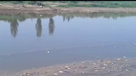 فیلم تلخ از تلف شدن ماهی‌ها در رودخانه زرینه‌ رود 
