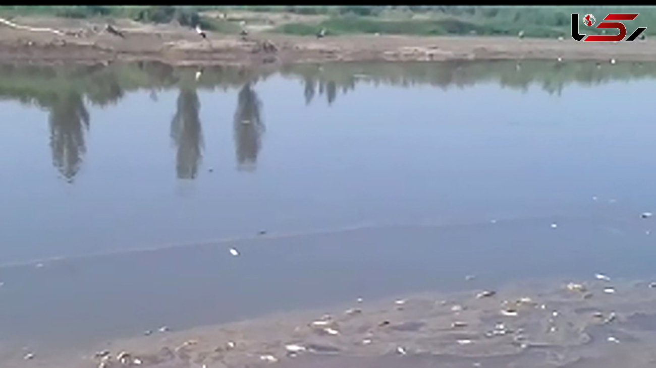 فیلم تلخ از تلف شدن ماهی‌ها در رودخانه زرینه‌ رود 
