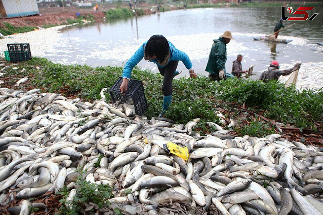 مرگ هزاران ماهی در چین