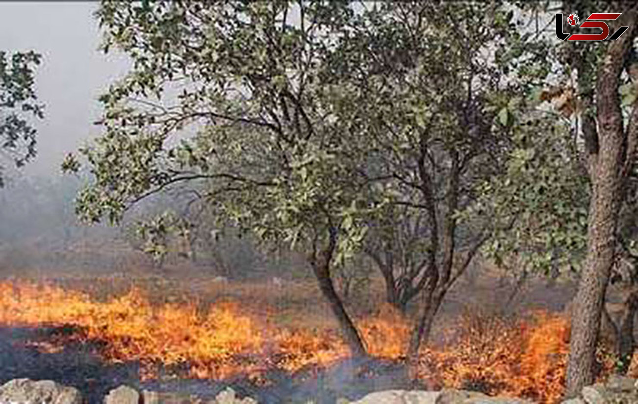 جنگل کوه ادیو شهرستان اندیکا در خوزستان در آتش می سوزد