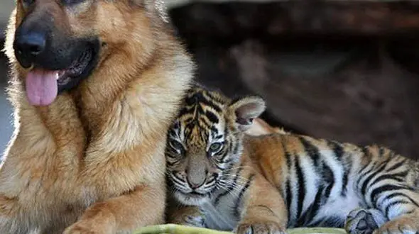 دوستی باورنکردنی ببر و یک سگ از زمان تولد+فیلم