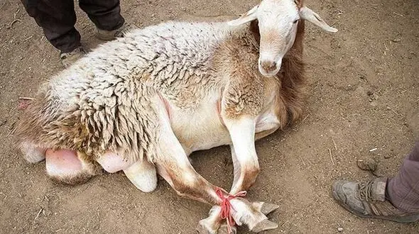 ۶۰ گوسفند، کادوی دزدان به آقای داماد