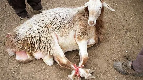 ۶۰ گوسفند، کادوی دزدان به آقای داماد