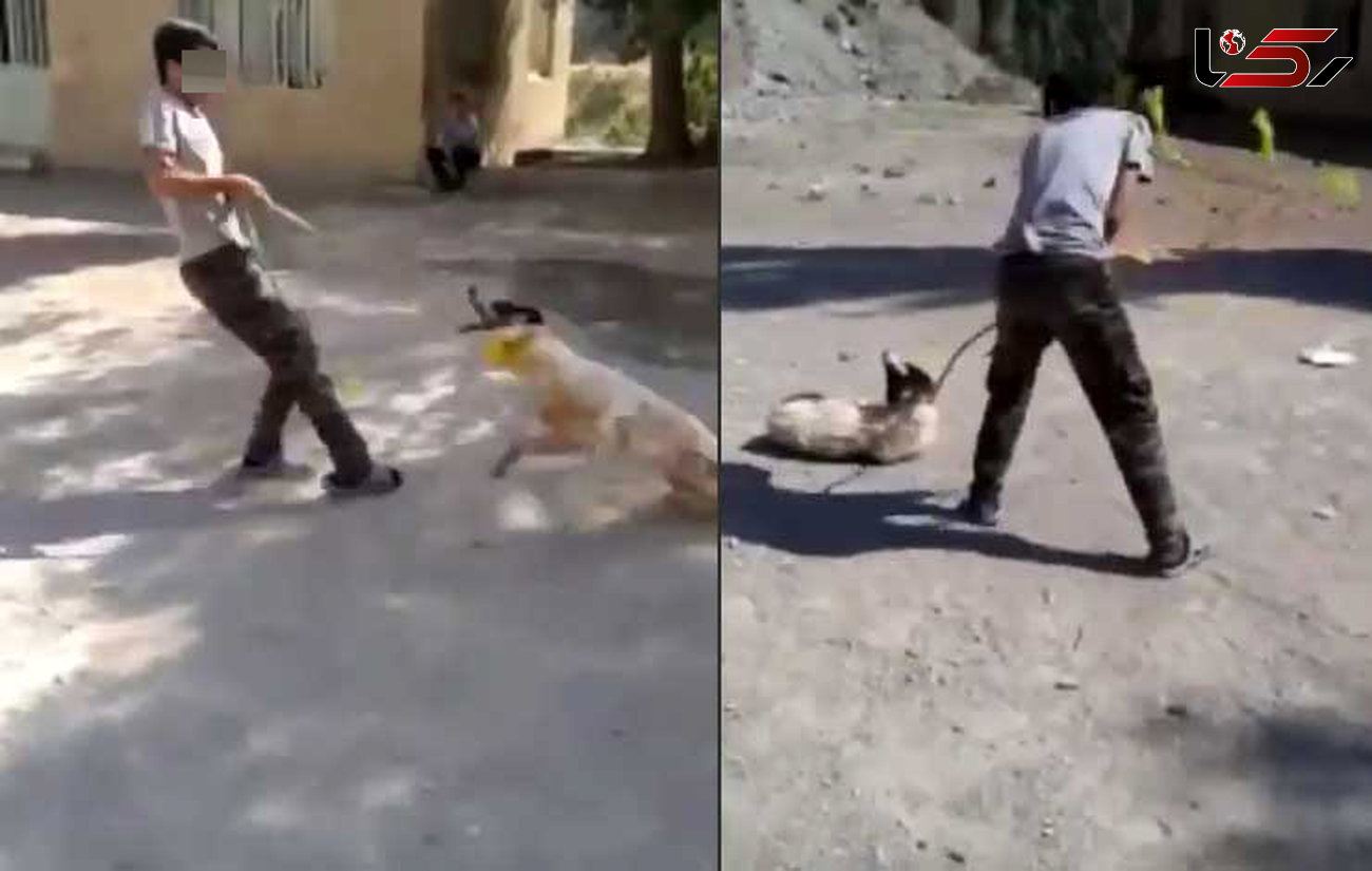 دستگیری سگ آزار اینستاگرامی / این جوان سگ را در برابر دوربین دار زده بود + فیلم و عکس