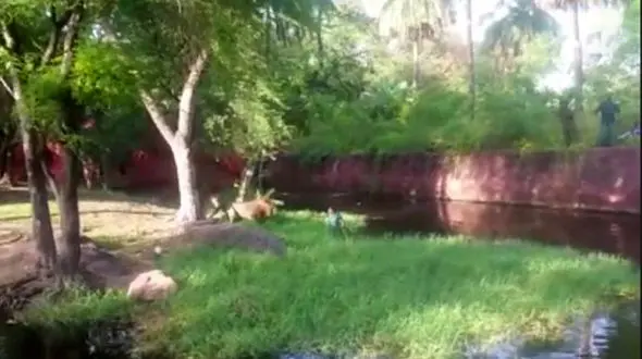 ماجراجویی مستانه مرد در قلمرو شیرهای وحشی / فیلم و عکس